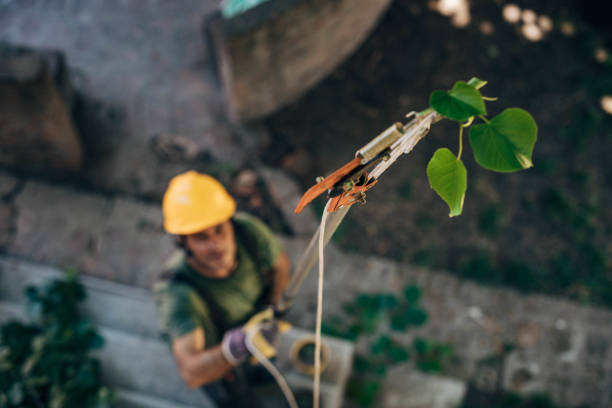 How Our Tree Care Process Works  in  Franklin, TX